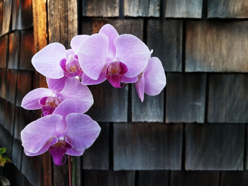 orchid.09p6oriuwe.jpg