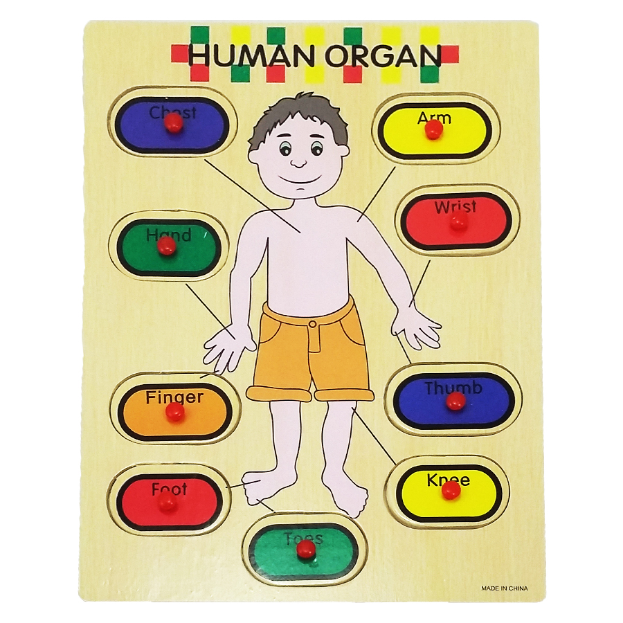 Wood Board Large Parts of Human Body 200442 Price in Pakistan ...