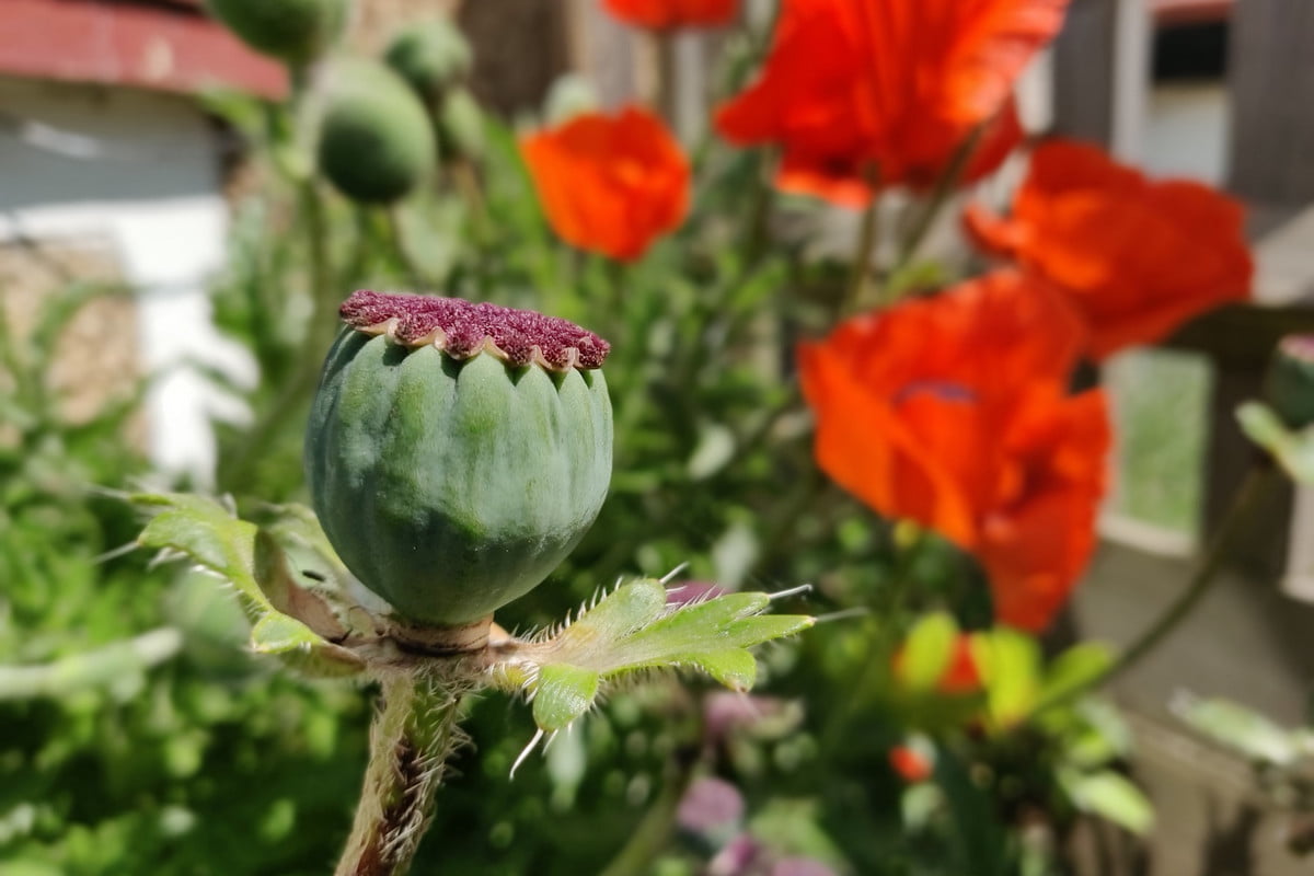 oneplus-6-flower-bokeh-1200x800-cruyet.jpg